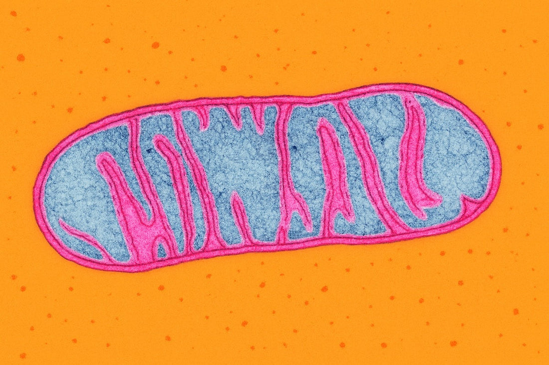 illustration of a mitochondrion with orange background, representing cellular energy and brain health