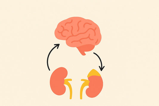 HPA axis diagram showing hypothalamus, pituitary, and adrenal glands with hormone signaling arrows.