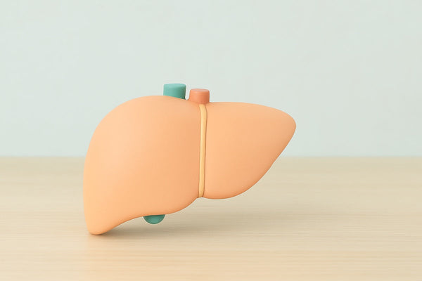 Soft peach-toned liver model centered on a wood surface, symbolizing the liver–brain connection and its impact on mood and mental health.