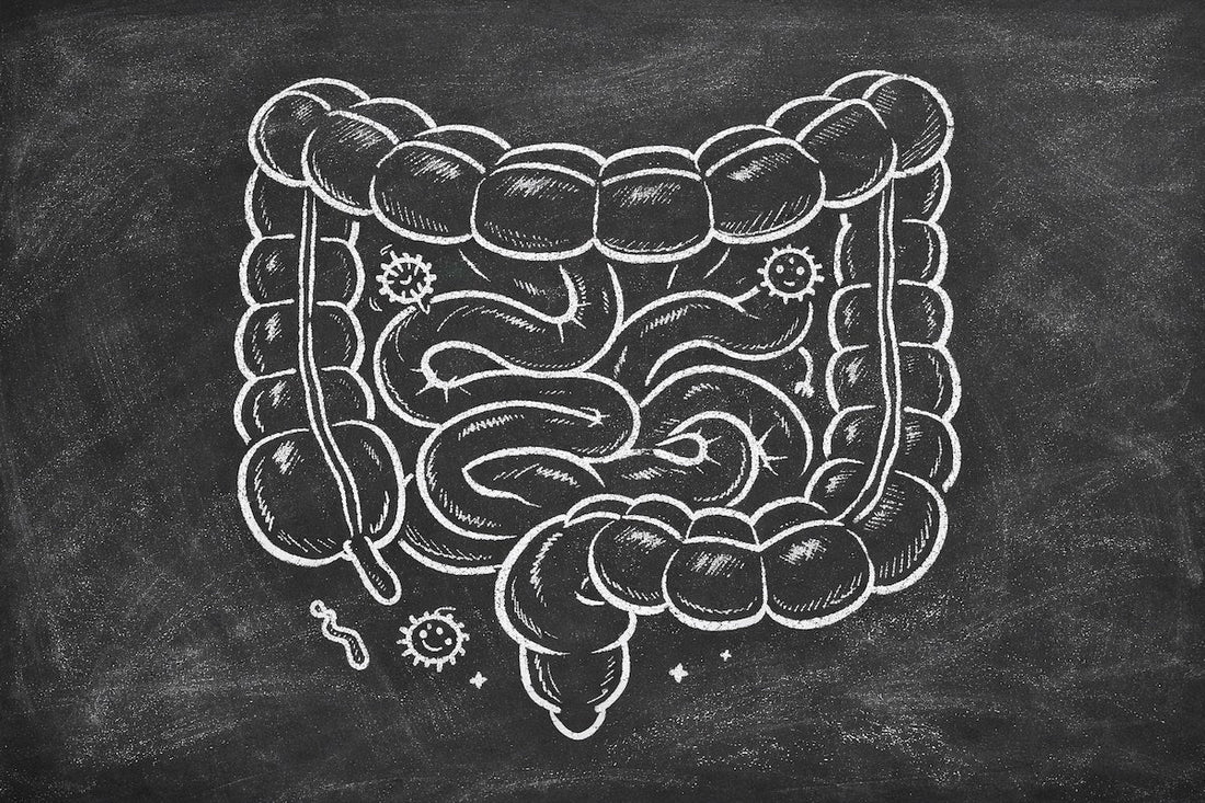 Chalk-style illustration of the human intestines on a blackboard, representing gut health, prebiotics, and probiotics.