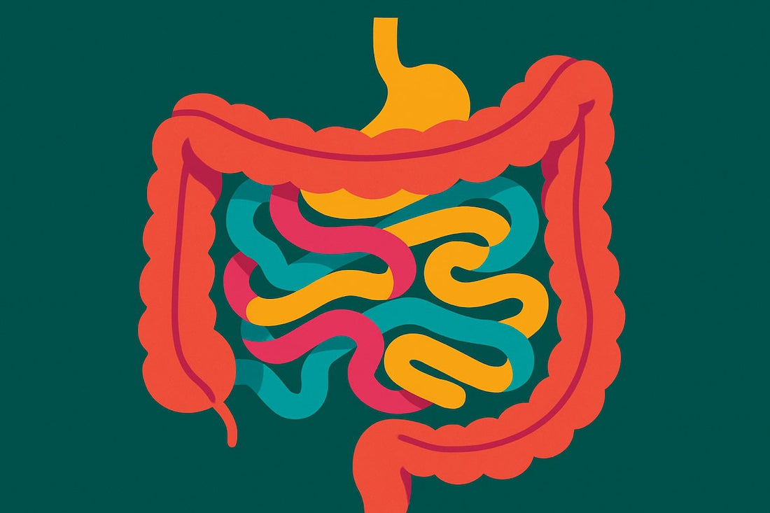 The Gut Brain-Axis: How gut health shapes your mood, brain, and energy