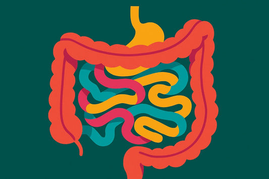 The Gut Brain-Axis: How gut health shapes your mood, brain, and energy